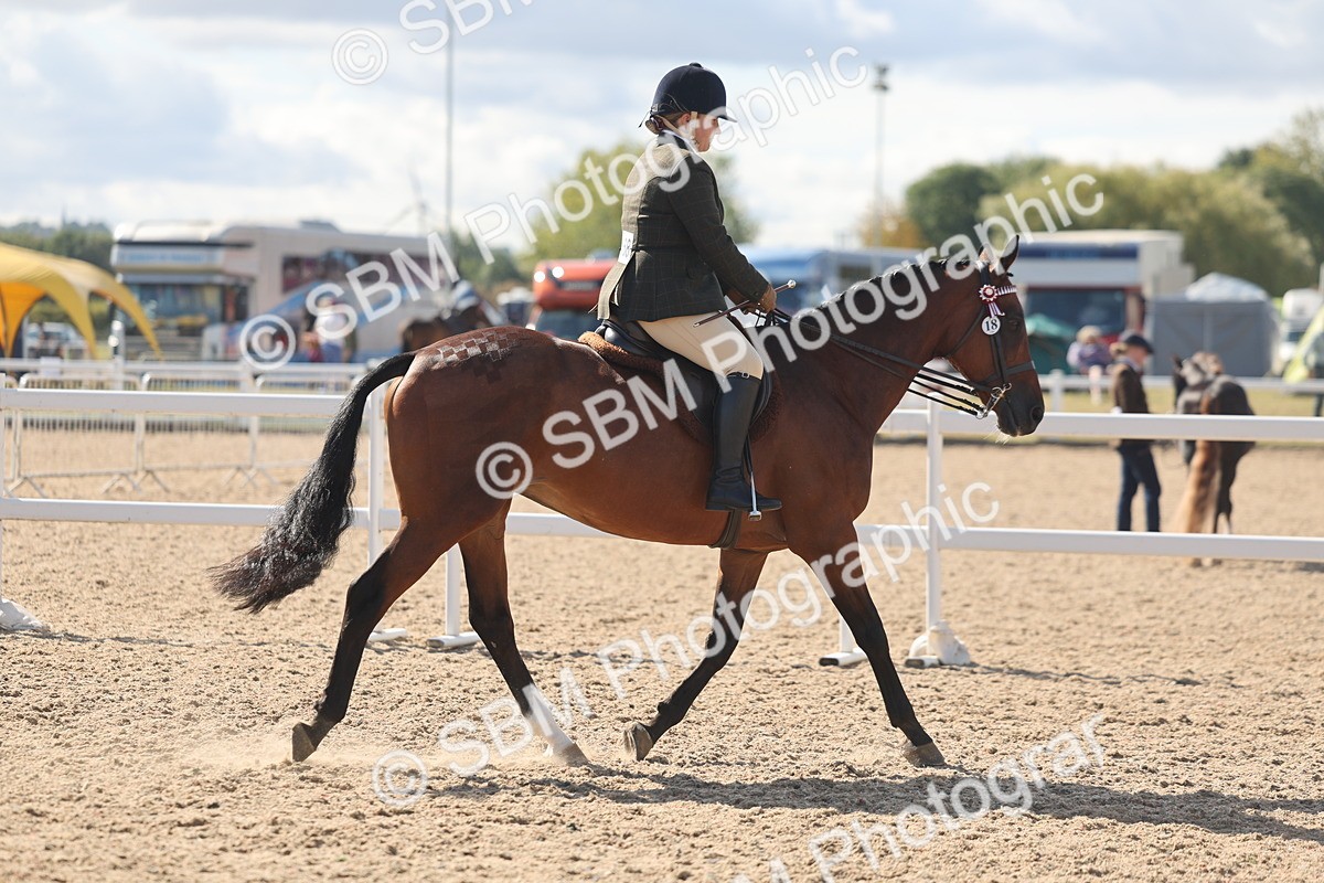 SBM_13164 - Class 306 - Ridden Foreign Breds - Part Bred