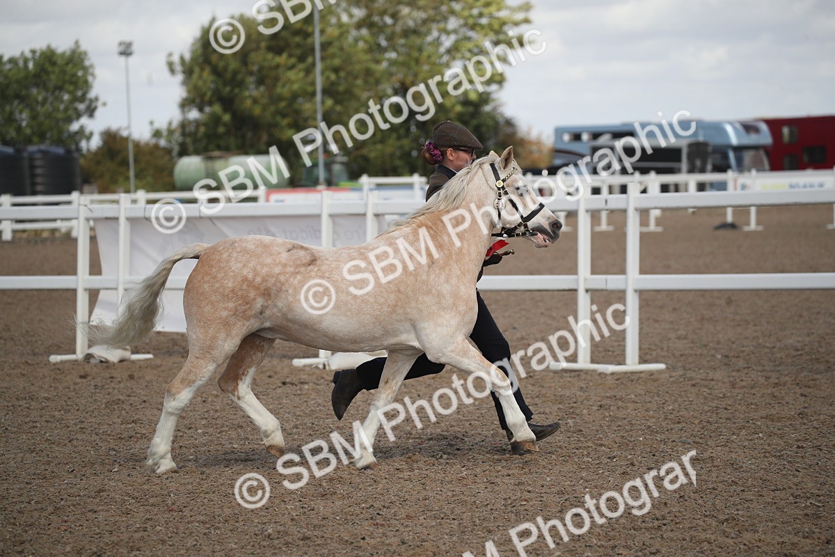 SBM_23497 - Class 604 - 2026 - Area IH Diamond