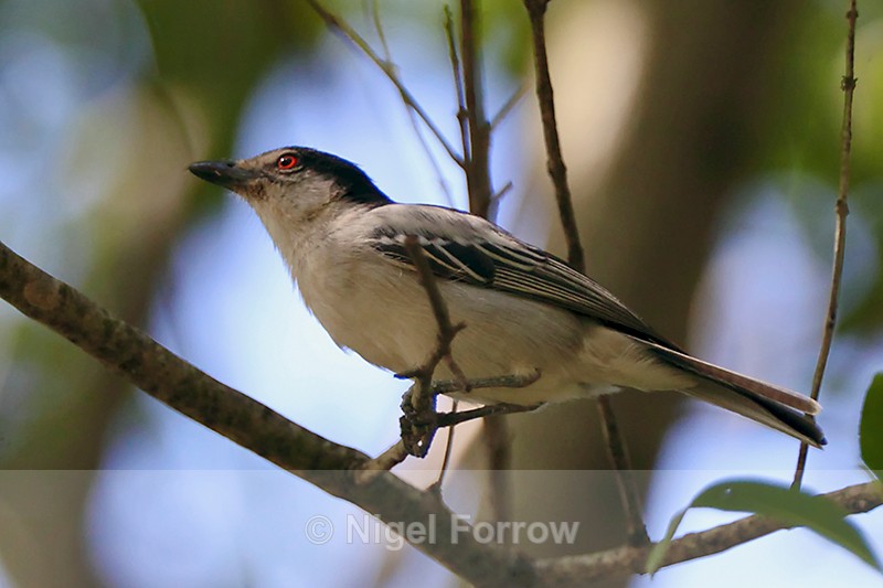 Black-backed Puffback perched on a branch in a tree - Black-backed Puffback