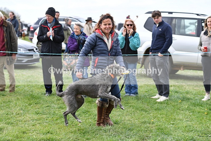 WJ5_9425 - Class 1 Best Cross Breed / Heniz 57