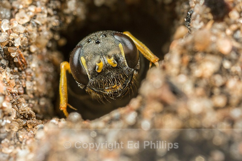 Mellinus arvensis (f) - Mellinus arvensis