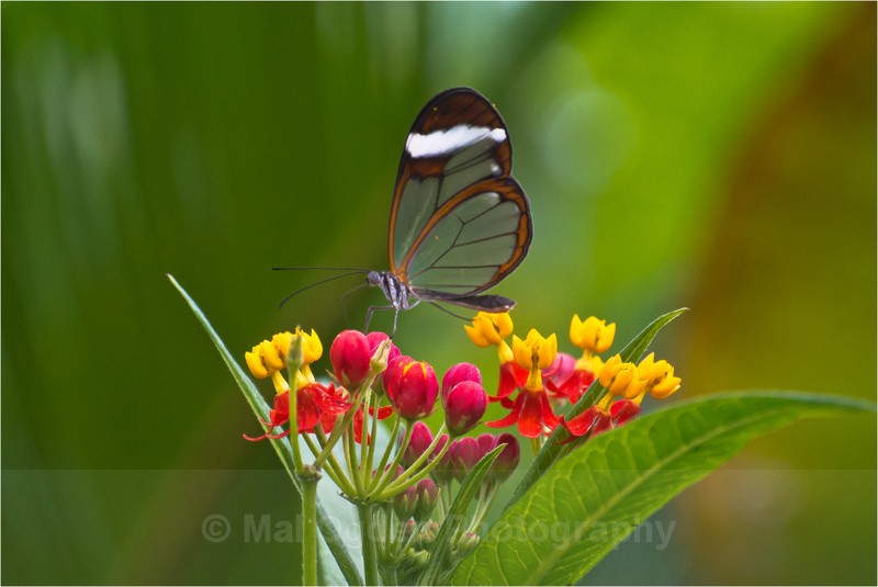 Glasswinged butterfly - Flora & Fauna