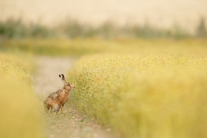  - Home Page Images