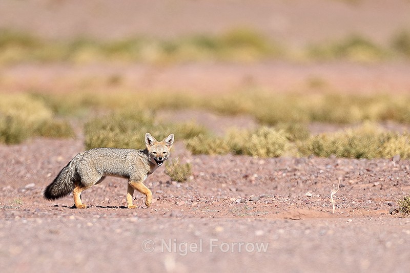 Chilla (South American Grey Fox), Atacama Desert, Chile - Chilla (South American Grey Fox)