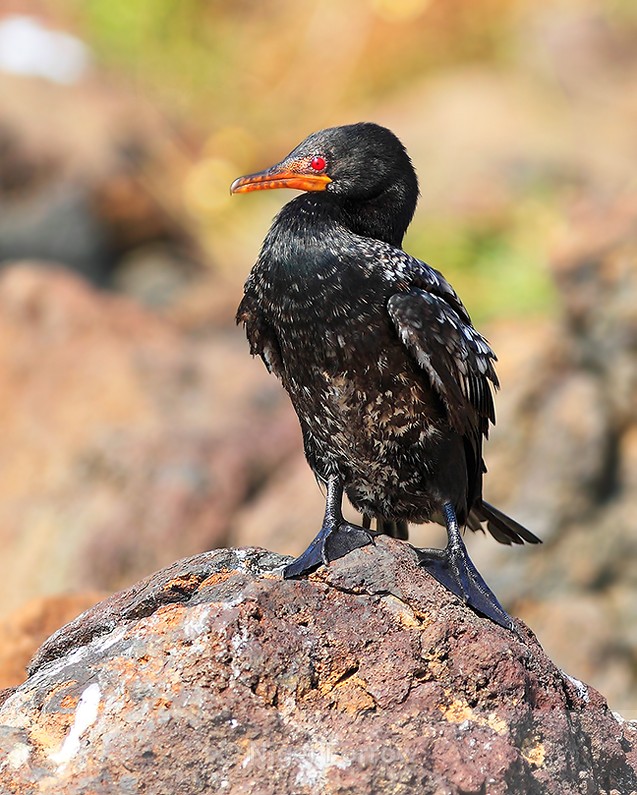 Long-tailed Cormorant perched on a rock - Long-tailed Cormorant (Reed Cormorant)