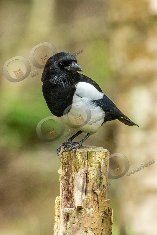 magpie Pica pica-7602 - UK birds