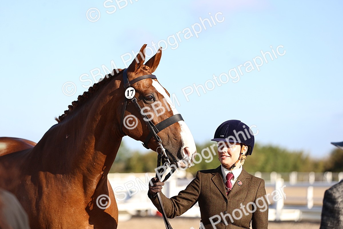SBM_08351 - Class 401 - IH Veteran Horse