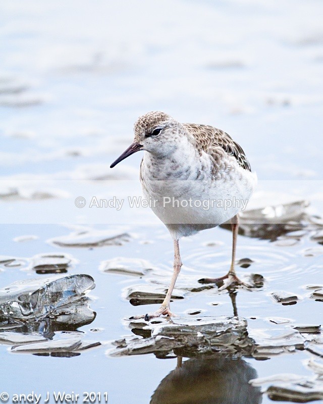 Ruff-1417 - Ruff