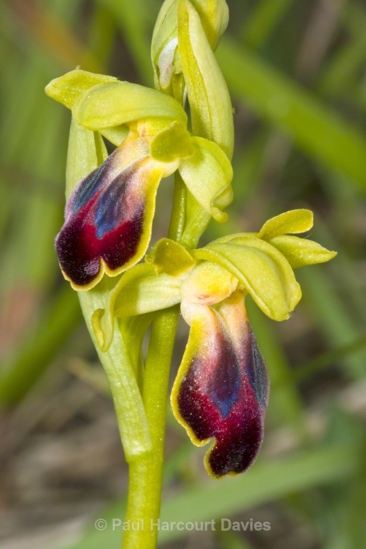 Dull Ophrys (Ophrys fusca) - Orchids - Ophrys
