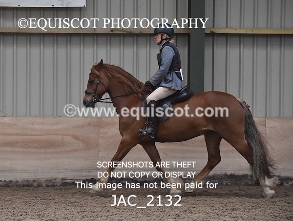 JAC_2132 - CLASS 1 Nursery Novice Working Hunter
