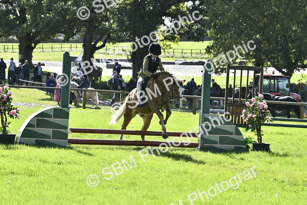 SBM_38216 - S31 - Novice & Newcomer Working Hunter Pony