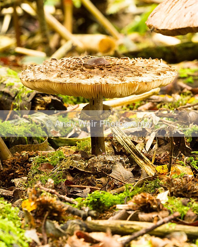 20131005-_MG_5643-2451 - Fungii