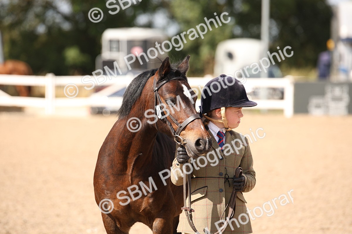 SBM_03434 - Class 18 Handsomest Gelding (IH or Ridden)
