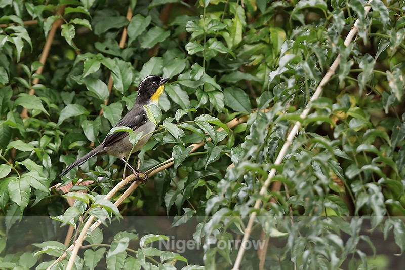 White-naped Brushfinch, Boquete, Panama - White-naped Brushfinch