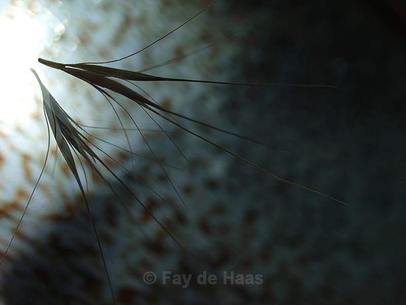  - Nature's Wonders