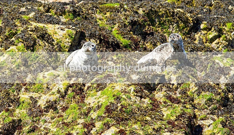 _CNP0416 - Farne Isles