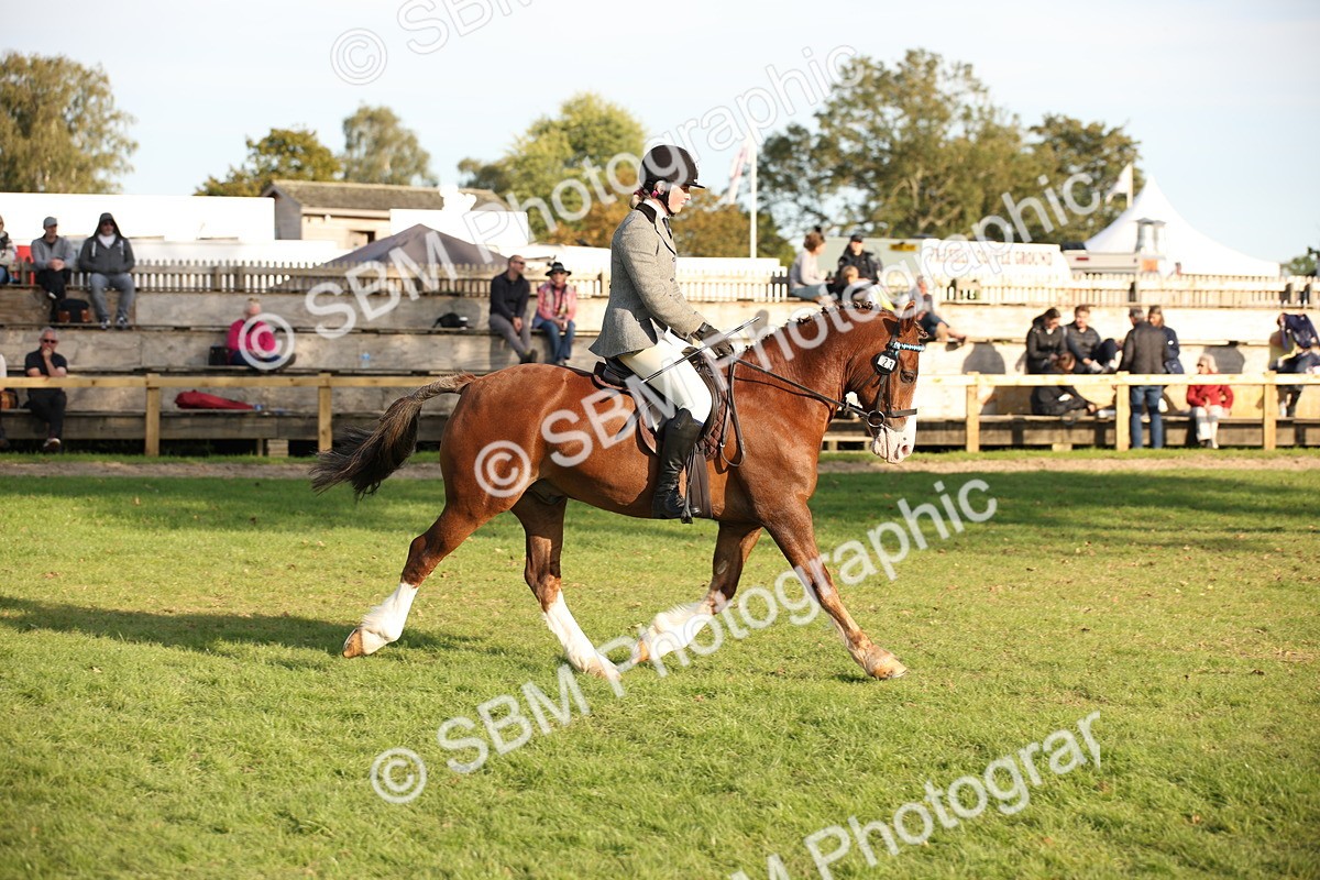 SBM_54336 - S27 - Mature Veteran - Ridden