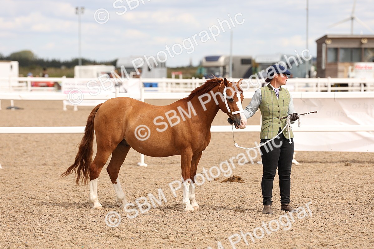 SBM_15132 - Class 209 - IH Veteran Pony