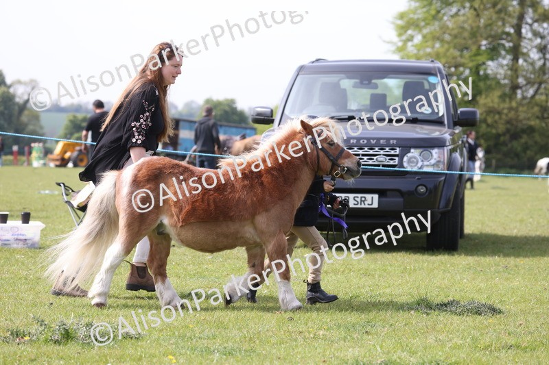 20260426-3167 - Class 26 - Shetland Ponies and Minitures