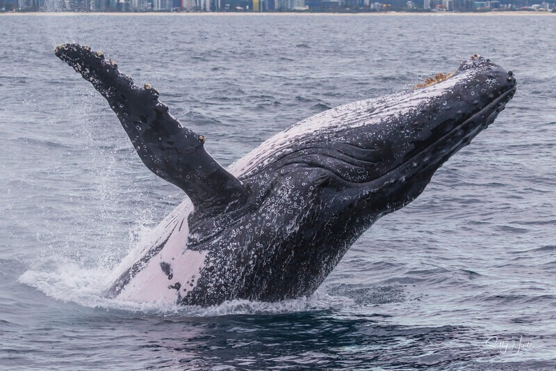 0A3A5527 - 2024 Whale Photos