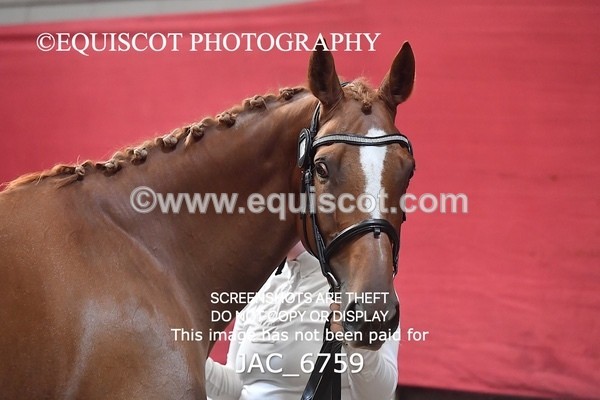 JAC_6759 - 15 Ziggy of Westoak