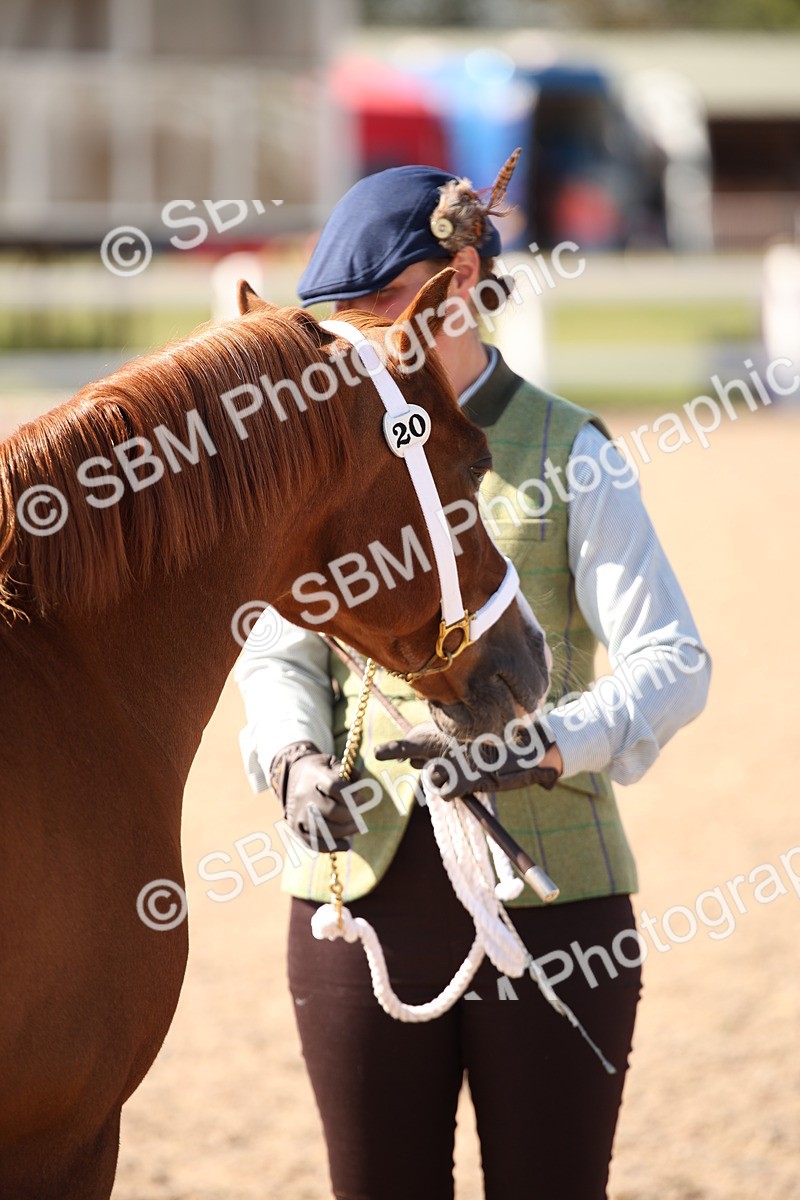 SBM_02805 - Class 16 IH M&M Wildcard