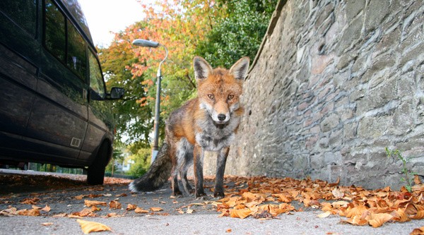  - Urban Foxes, Bristol, Great Britain