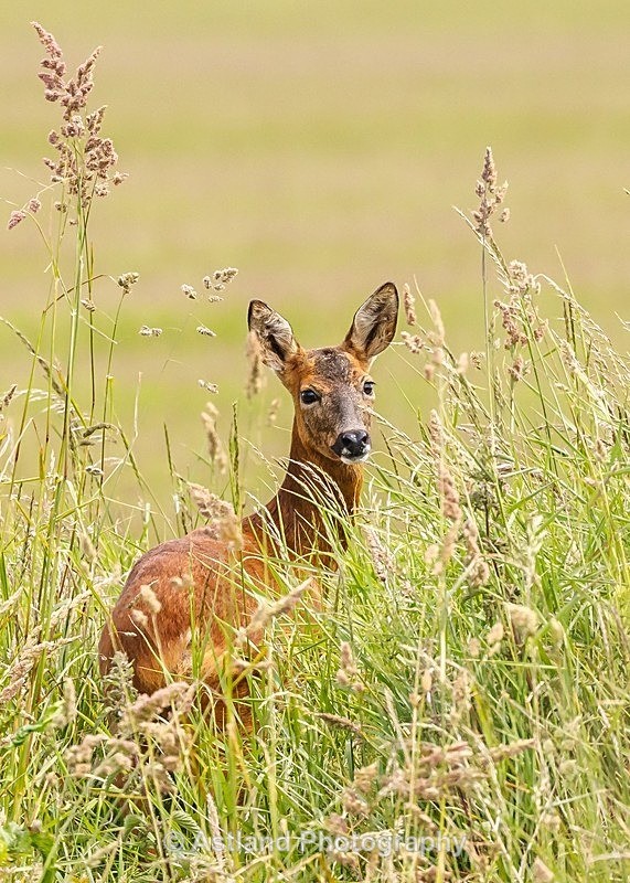 Astland Photography, Bird and Wildlife Images, Susan and Peter Wilson, U.K.