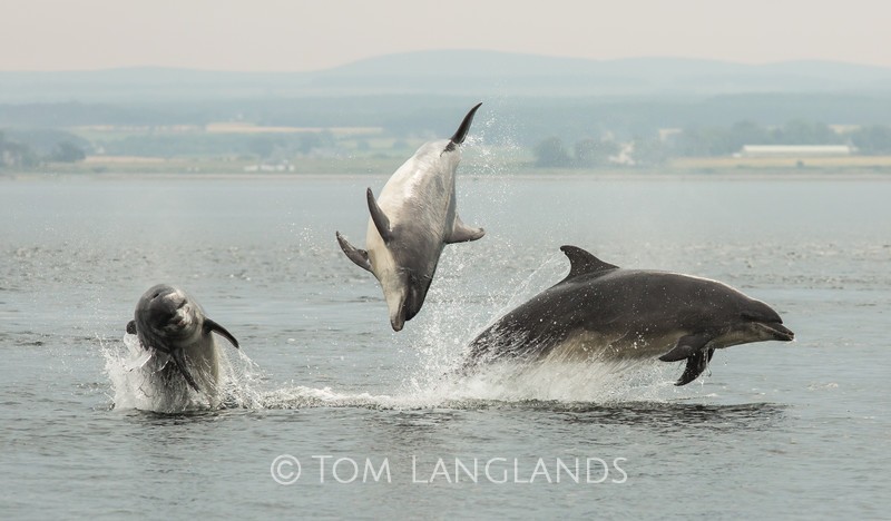 Bottlenose Dolphins - Dolphins