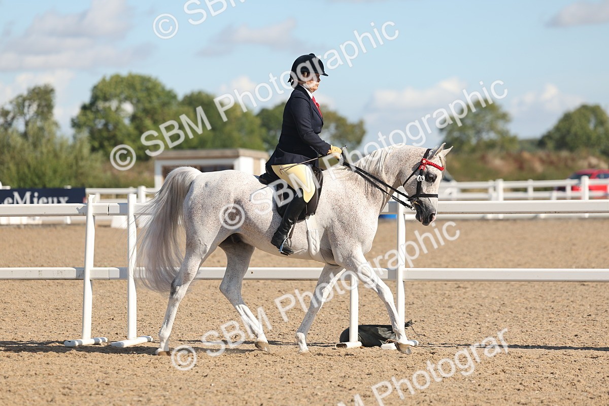 SBM_12981 - Class 305 - Ridden Foreign Breed Pure Bred