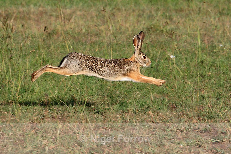 African Savanna Hare running, Masai Mara - Hare