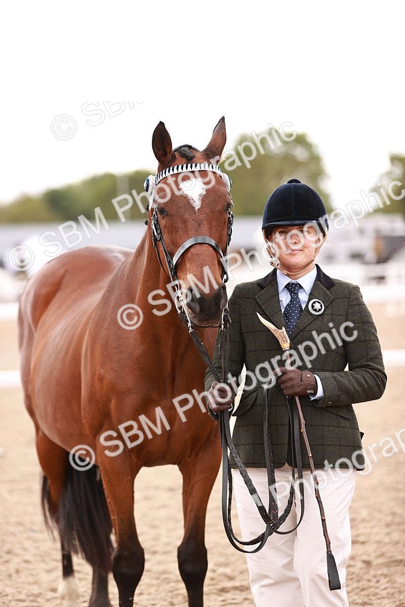 SBM_16225 - Class412 - Handsome Gelding (IH  or Ridden) Adult