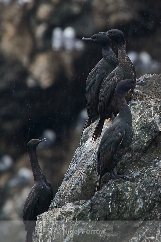 Pelagic Cormorants in the rain on Gull Island - Pelagic Cormorant