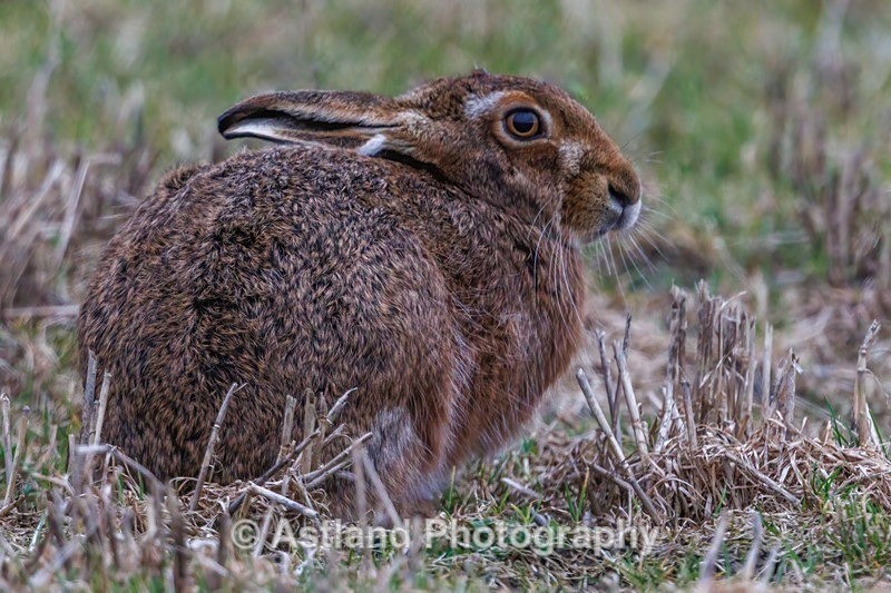 Brown Hare - Latest Images