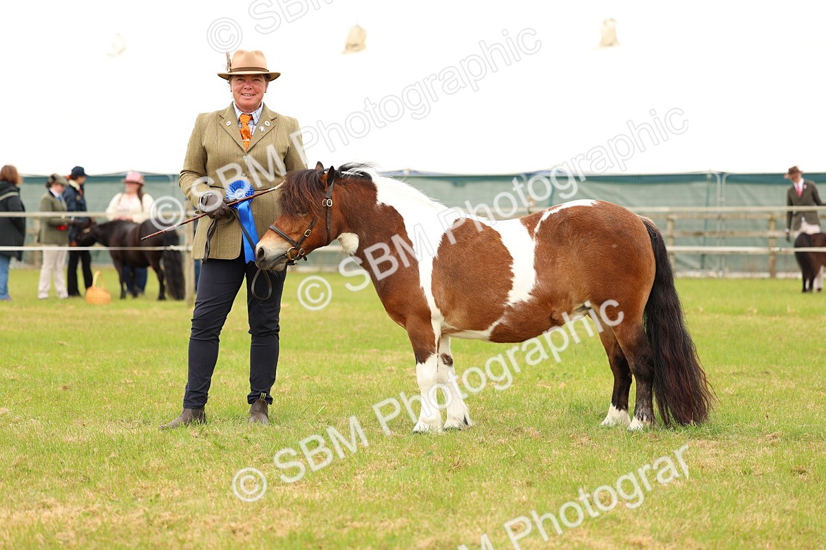 SBM_04399 - Class 64-67 - Shetland Pony In Hand