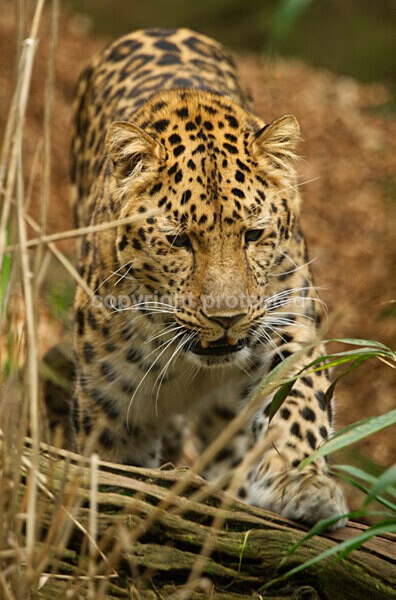 Amur Leopard Crispin