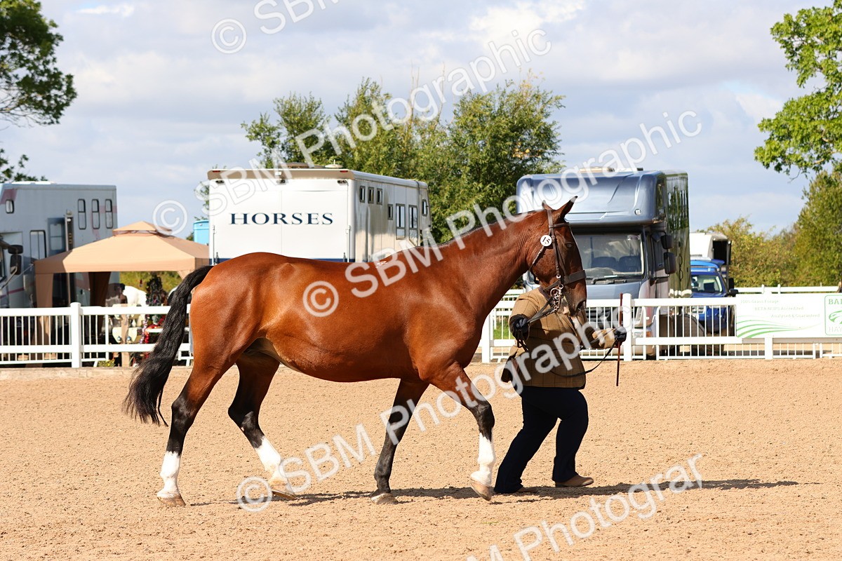 SBM_11174 - Class 208 - IH Veteran Horse
