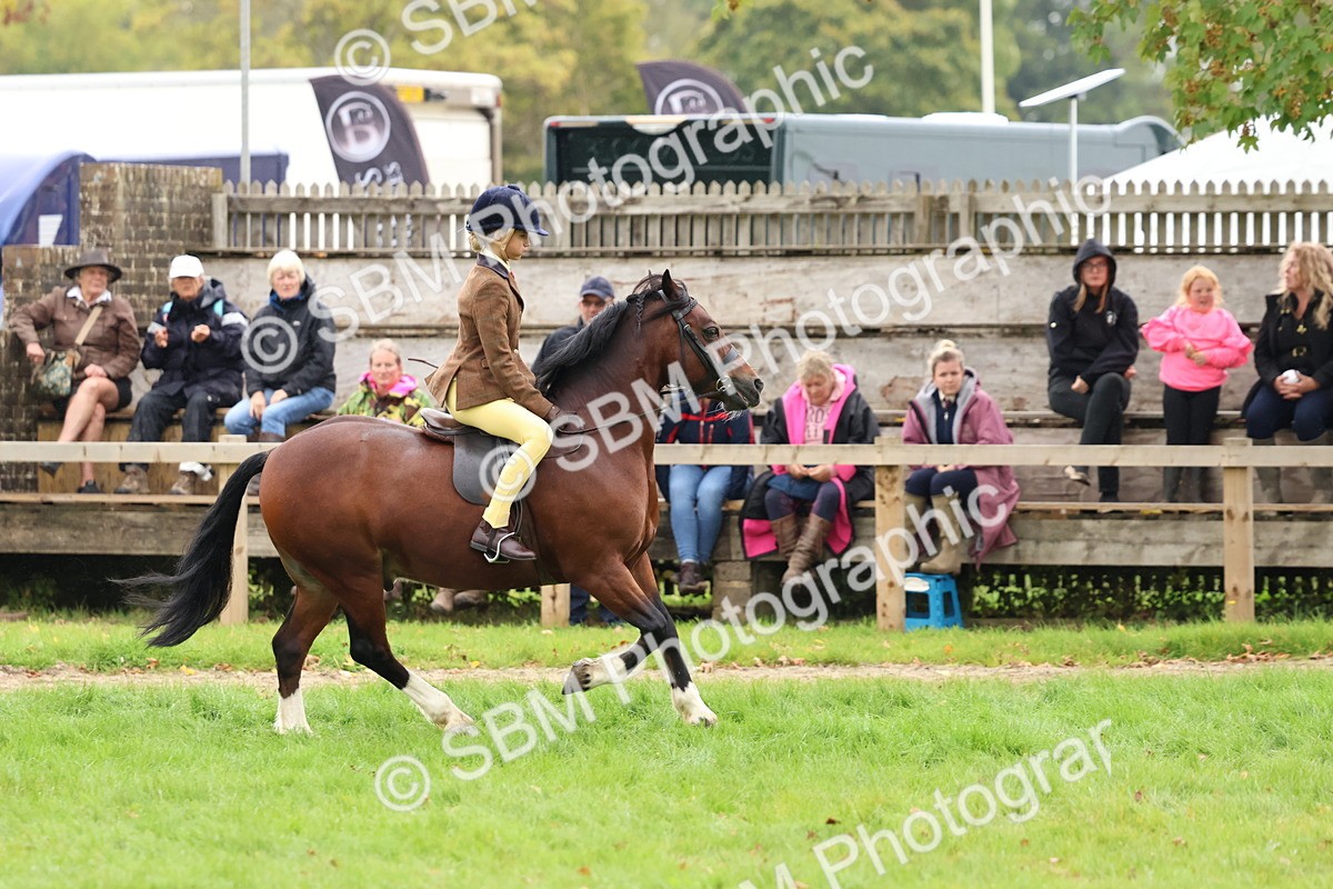 SBM_69646 - S62 - Mountain & Moorland Ridden Large Breeds