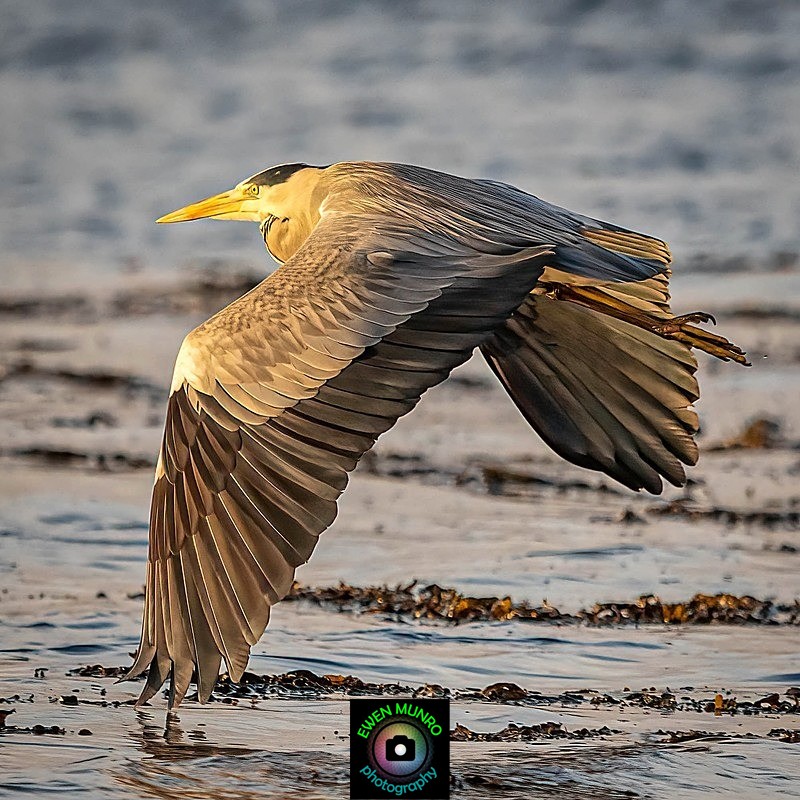 BBH-06-Early Evening Flight - Heron