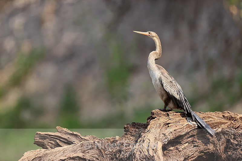 Anhinga on tree stump, Pantanal, Brazil - Anhinga