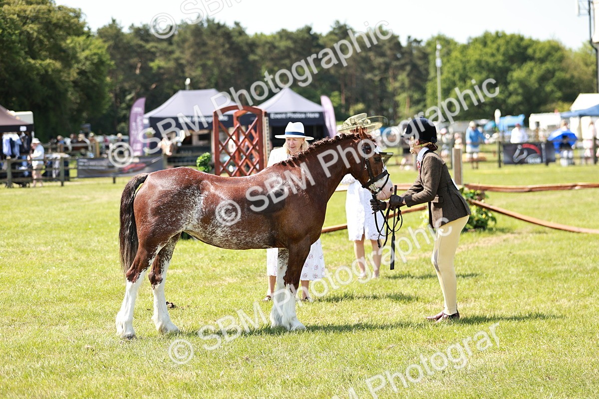 SBM_15556 - Class 108-109 - BSPS LIHS Open Gradle & Nursery Stakes