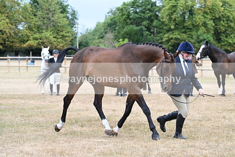 WJ7_9888 - Class 5a Most Handsome Gelding (above 14.2hh)