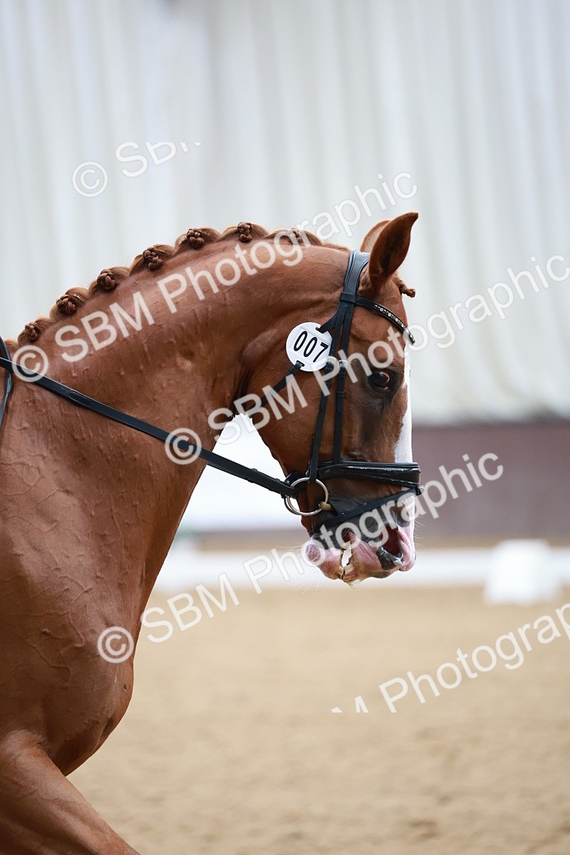 SBM_008692 - Class 14 - FEI PSG - 9.30-10.30