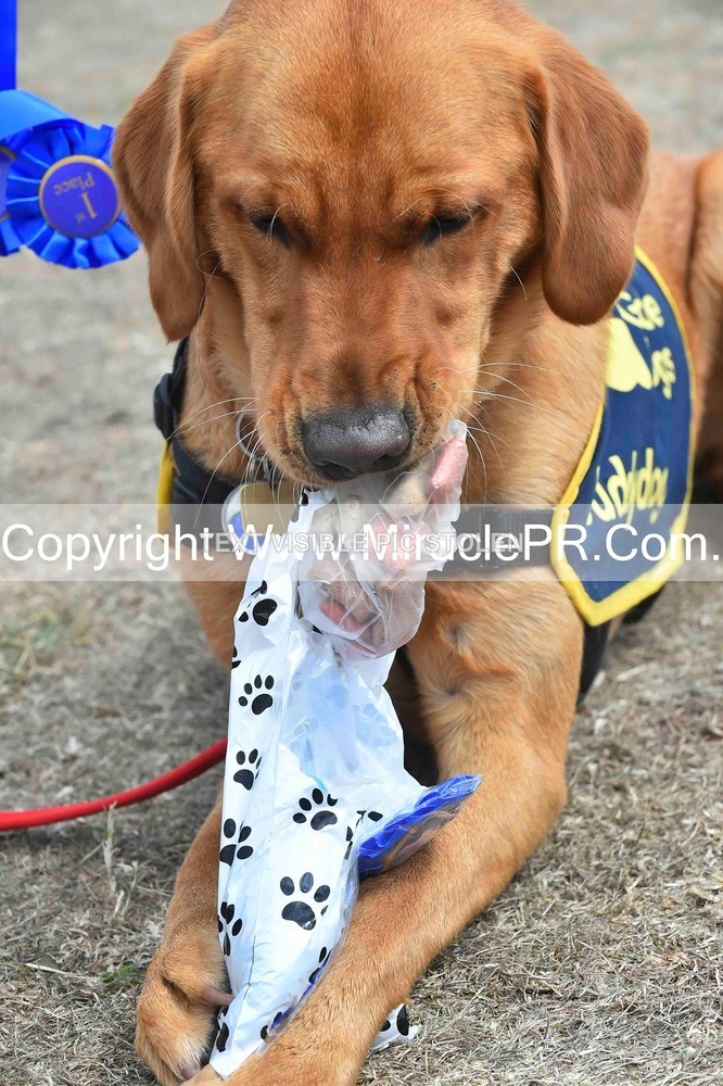 SH4_0308 - Dog show.