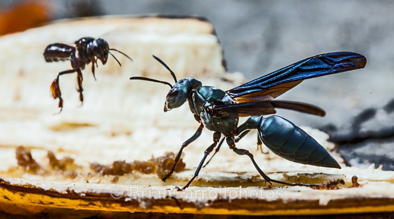 IMG_5893 Big Wasp/ Little Bee, Costa Rica - Costa Rican Wildlife