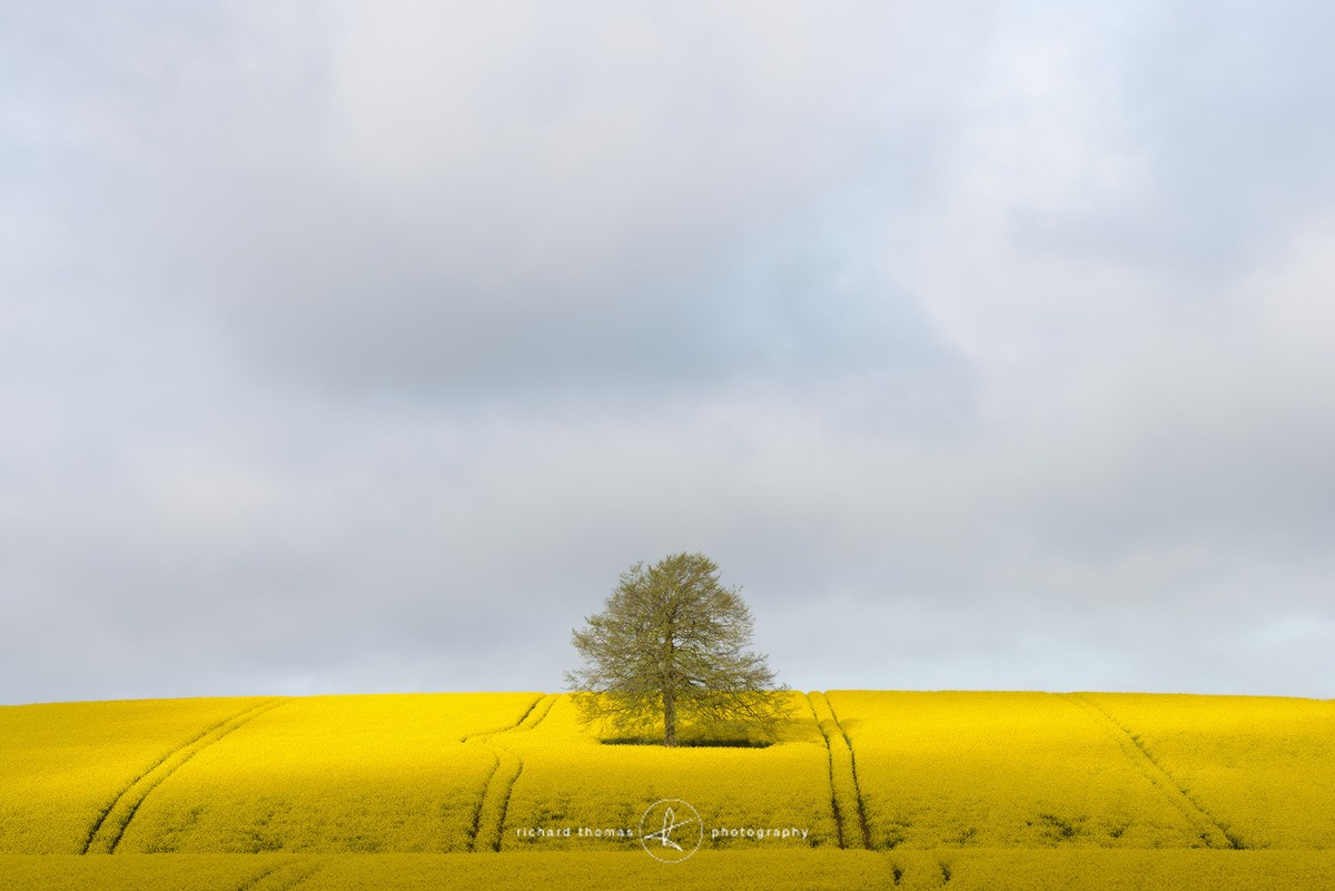 Yellow swerve - One2Tree