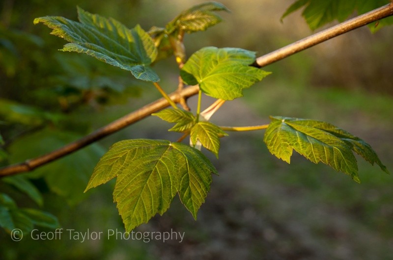 Spring 1 - Wenlock Edge