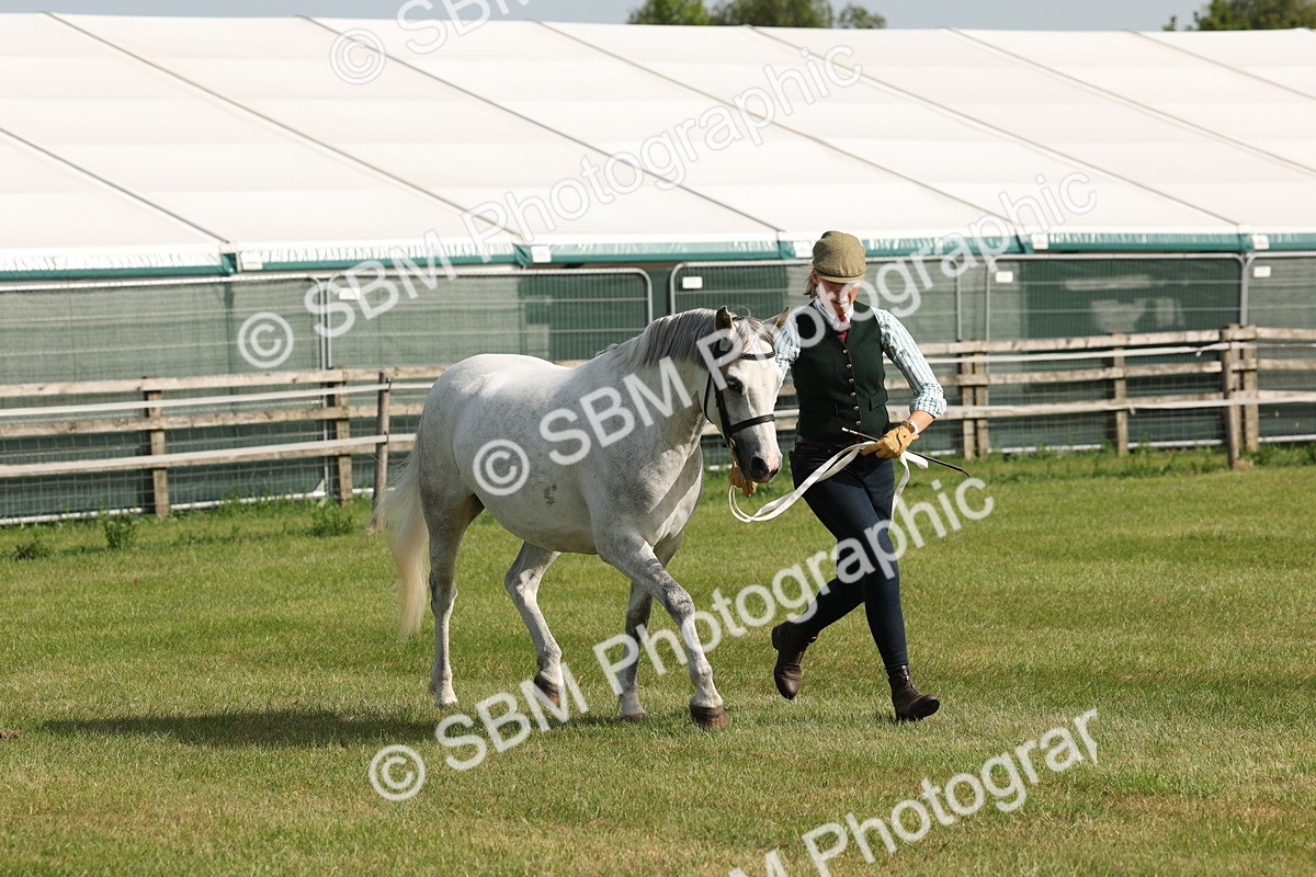 SBM_00748 - Class 6-13 - Mountatin and Moorland In Hand Welsh Breeds