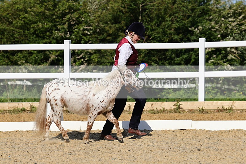 1X9A0714 - Class 3: Youngstock 1, 2, 3 year old not to exceed 153cm