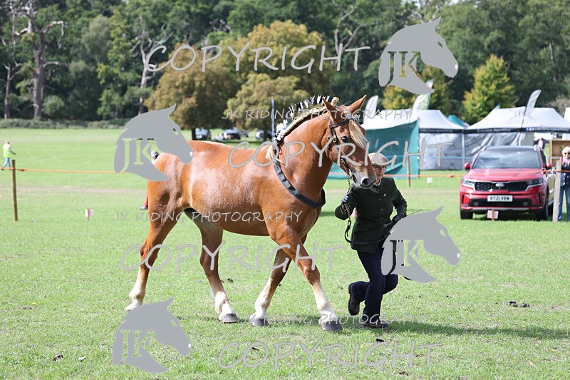 APP_3226 - Class 3 Youngstock